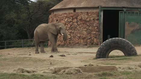 elephant eating grass in enclosure