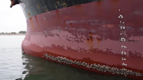 view of a ship hull showing barnacles and rust as it floats in calm coastal waters. the marine growth illustrates the effects of time and elements on watercraft structures.
