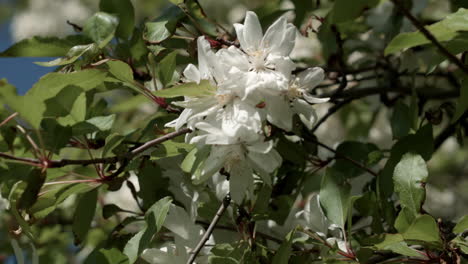 flowering trees in park at springtime