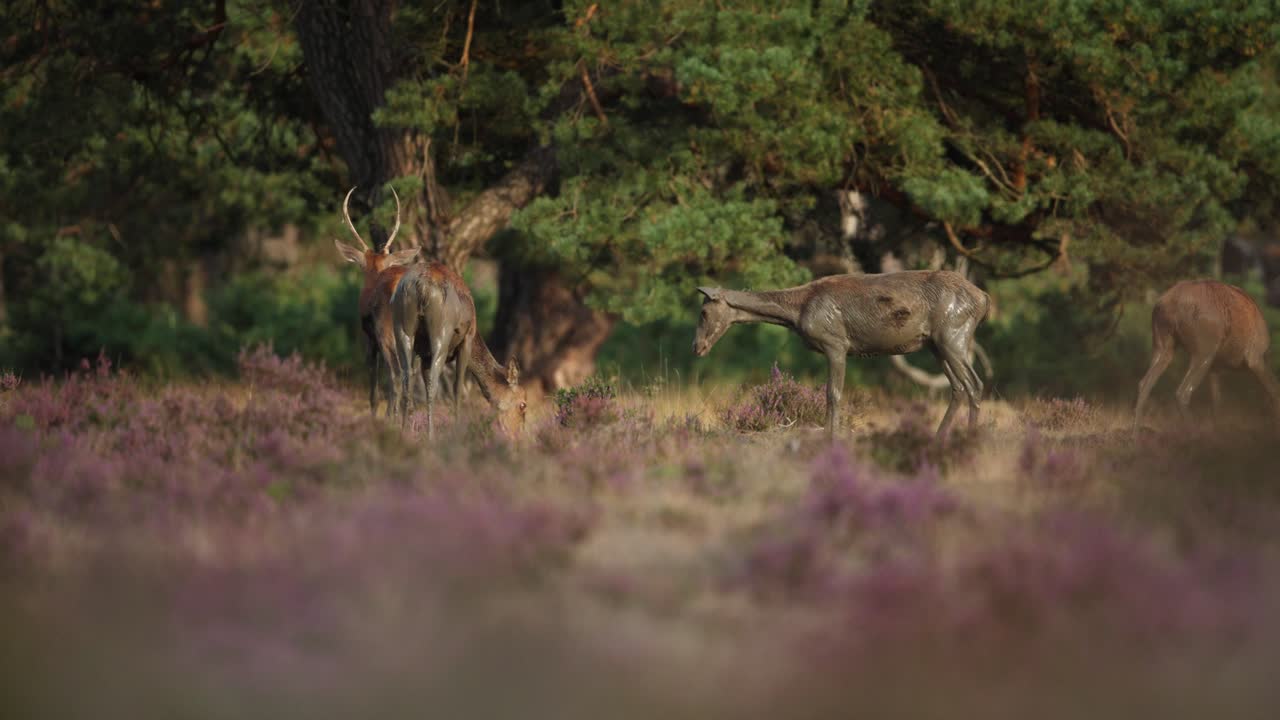 Red deer hinds with muddy coats after wallowing in mud, rutting season, Veluwe