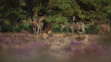 Red-deer-hinds-with-muddy-coats-after-wallowing-in-mud,-rutting-season,-Veluwe