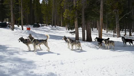 Equipo-De-Trineo-De-Perros-Husky-Alineado-Y-Listo-Para-Comenzar-Su-Carrera