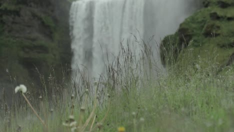 Rack-Fokus-Vom-Wasserfall-Bis-Zu-Pflanzen-In-Island