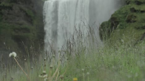 rack focus from waterfall to plants in iceland