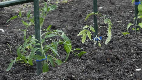 Tomatenpflanzen-Wachsen-Auf-Spaliersystem,-Nahaufnahme-Der-Pflanzen-Im-Heimischen-Landwirtschaftshof