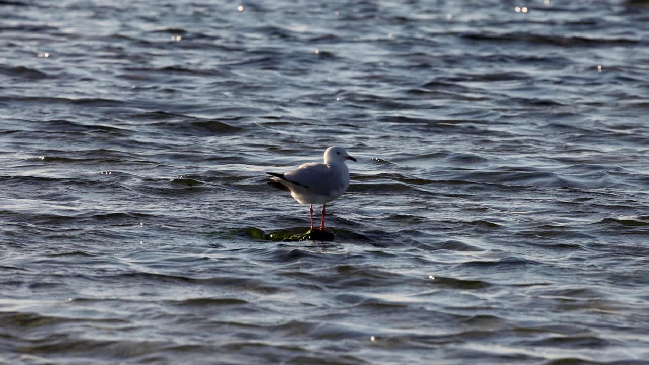 una gaviota de pie en aguas poco profundas en la playa de brighton