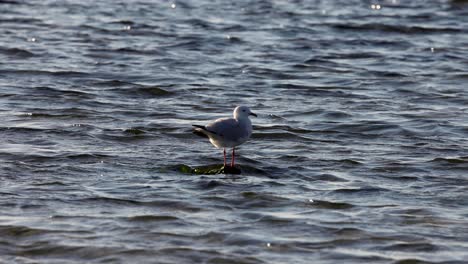 a seagull standing in shallow water at brighton beach