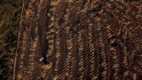 scenic-pattern-in-birds-eye-drone-shot-rice-harvesting-in-rice-paddy-field-farmer-alone-working-in-sunset-time-golden-time-agriculture-activity-in-rural-village-iran-gilan-countryside-forest-highland