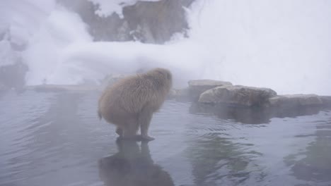 Snow-Monkey-in-Geothermal-Hot-Spring,-surrounded-by-snow-in-Winter