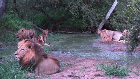 Lion-Pride-Resting-by-Pond,-Wild-African-Animals-in-Protected-Natural-Reserve