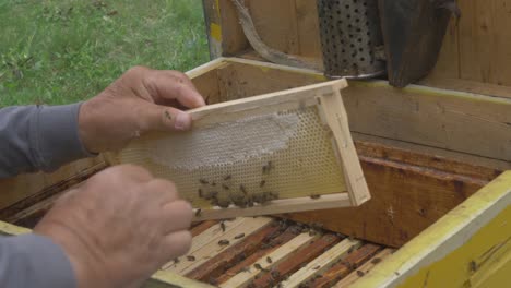 the beekeeper shook honey bees from the honeycomb