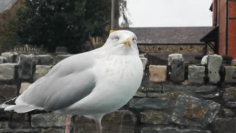 hambrienta gaviota descarada mirando con interés el capó del coche