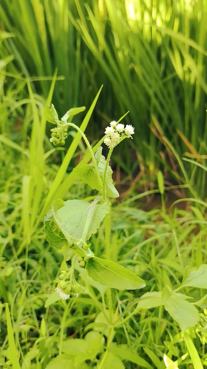 Small Wild White Flower Growing in a Lush Green Field