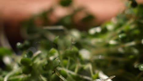 primer plano de los microgreens frescos