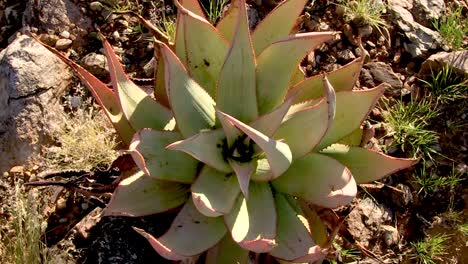 Aloes-Que-Crecen-En-El-Desierto-Cerca-Del-Río-Naranja