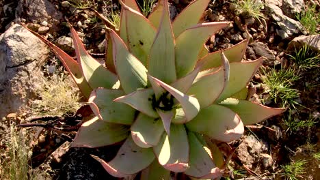 aloes que crecen en el desierto cerca del río naranja