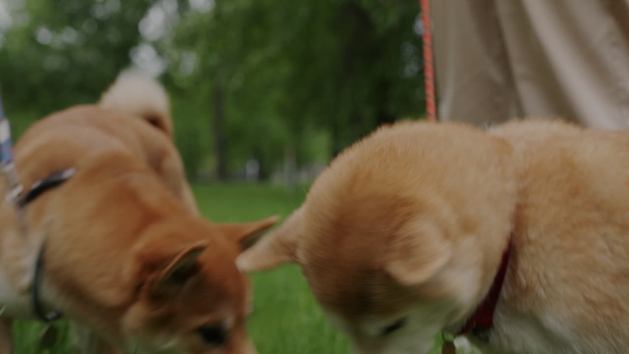 공원 에 있는 개 들