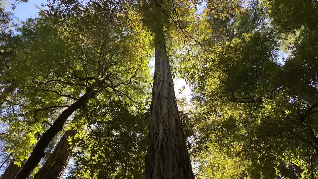 Looking up through majestic tall redwood trees with blue sky and sun overhead, lens flare as camera slowly moves