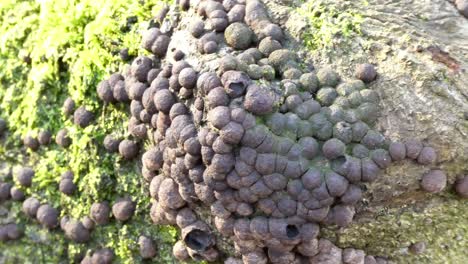 extraño crecimiento de hongos en los troncos de los árboles del bosque cubierto de musgo verde dolly izquierda closeup