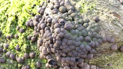 strange fungi growth on green mossy woodland forest tree trunks dolly left closeup