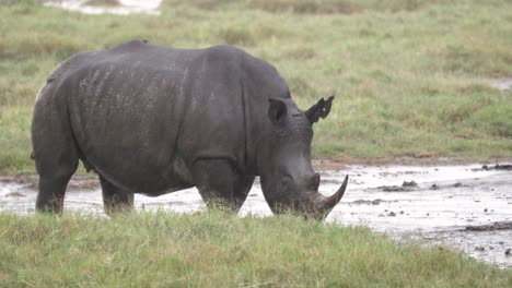black rhinos walking over wetlands on a rainy day in kenya, africa