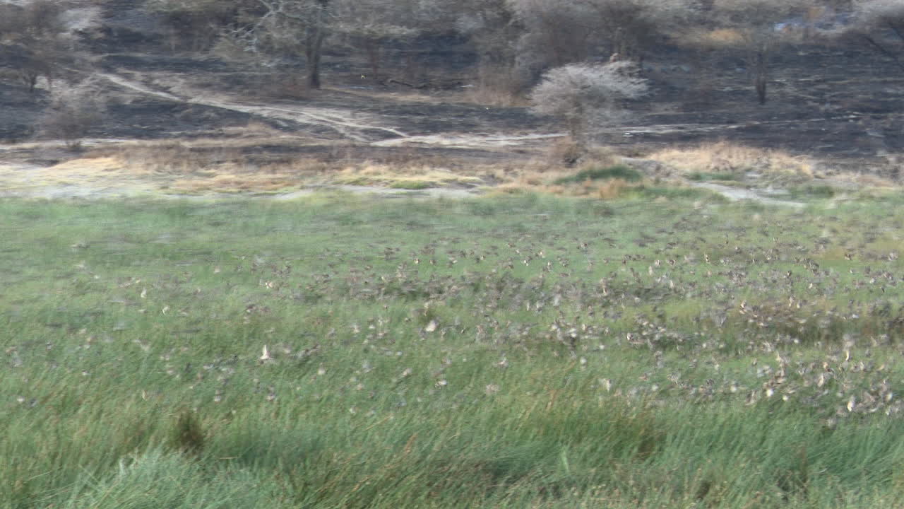 millones de queleas de pico rojo en murmuración sobre el pantano de ndutu, tanzania