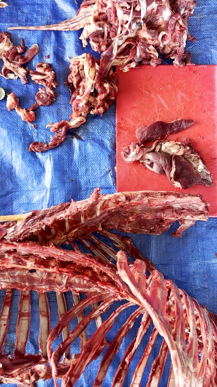 Vertical. Cortando carne de caça crua de carcaça de antílope após a caça, vista de cima