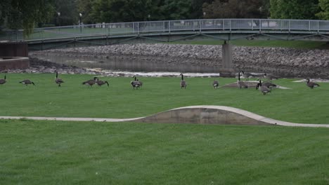 Eine-Pfanne-Mit-Verschiedenen-Kanadischen-Gänsen,-Die-Sich-Auf-Einem-Grasfeld-Versammeln