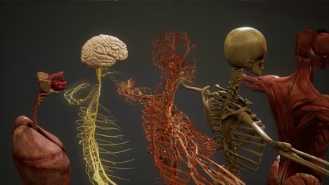 animated 3d human anatomy illustration