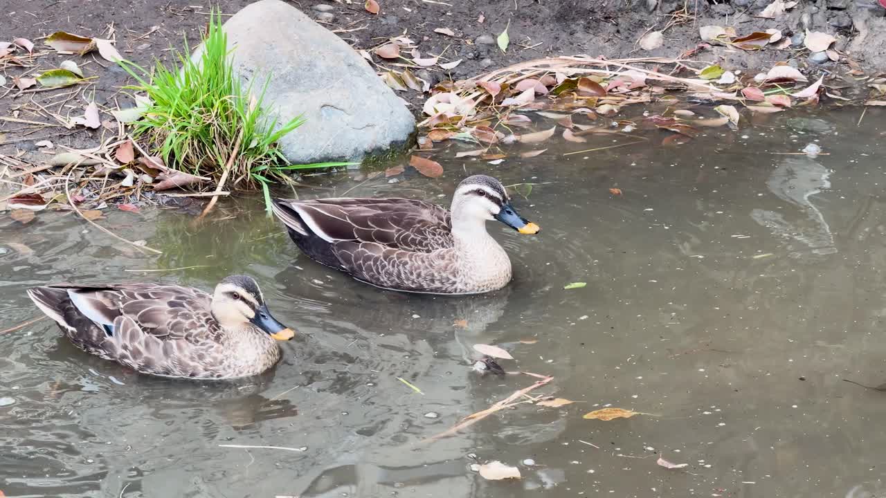Due anatre dal becco macchiato orientale nuotano pacificamente in uno stagno torbido vicino a una riva rocciosa.