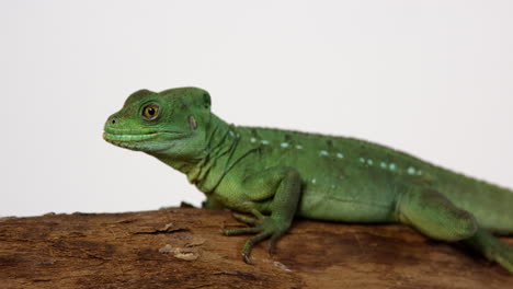 basilisk jesus lizard licks tree branch - isolated on white background