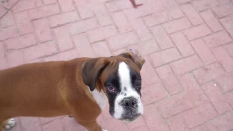 close up shot of cute boxer breed, brown white and black colors looking around