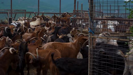 return of the goats: herd descends from mountain pastures into dairy farm enclosure, fresh milk and natural meat production