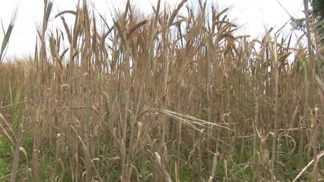 stock footage a corn field