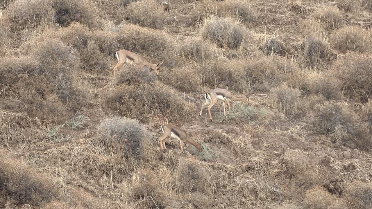 Herd of Mountain Gazelles grazing (Gazella gazella), also called the True gazelle or the Palestine mountain gazelle,