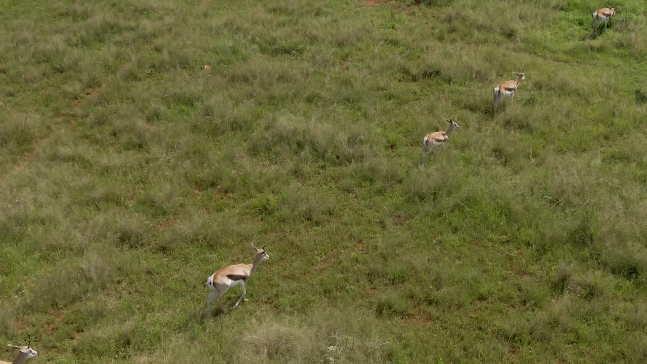 imágenes de drones de antílopes springbok caminando en la hierba de verano en la naturaleza