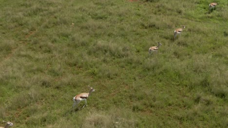 Drohnenaufnahmen-Einer-Springbock-Antilope,-Die-In-Freier-Wildbahn-Im-Langen-Sommergras-Läuft