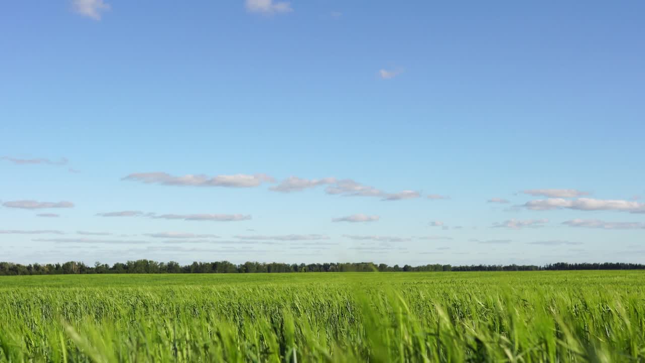밀 에 있는 빨간 드레스 를 입은 여자