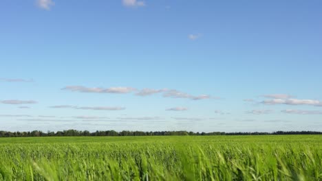 woman in a red dress in a wheat field