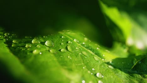 gotas de rocío en una hoja verde