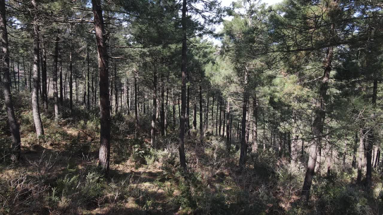 Foresta naturale aerea