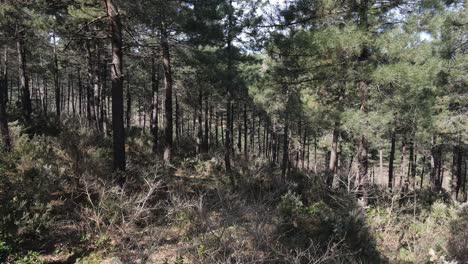 bosque natural ambiente aéreo