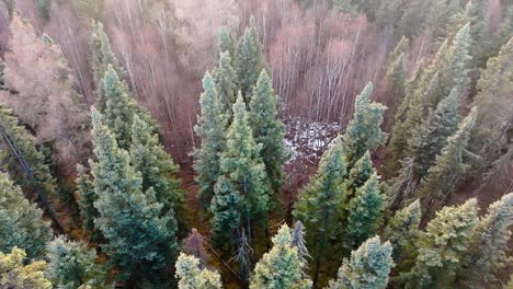 drone flying low and slow over a wintery forest