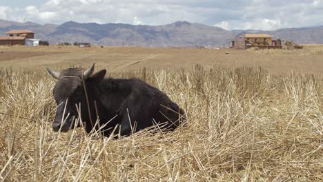 a cow lies on the ground in peru