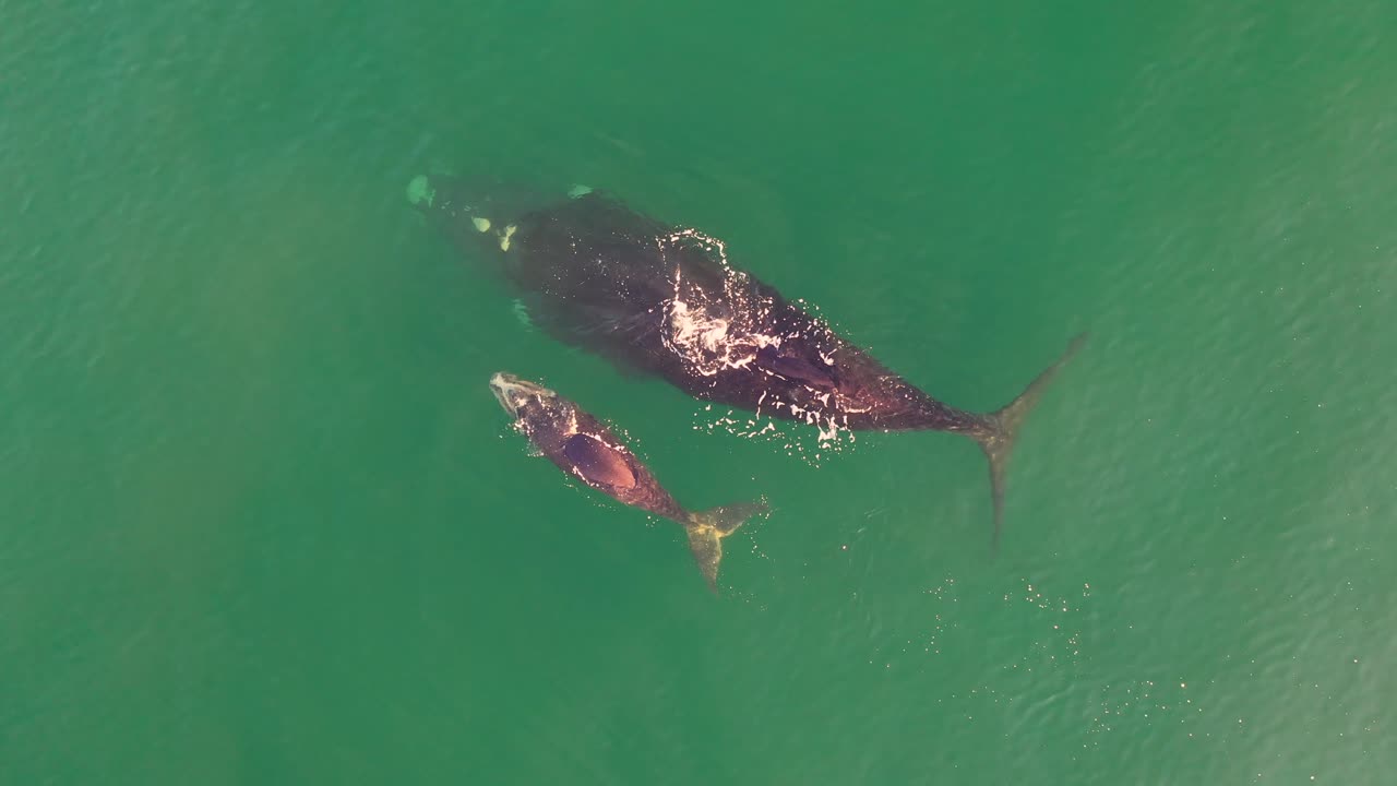 남아프리카공화국 피쉬후크의 가짜 만에 있는 남방긴수염고래와 갓 태어난 송아지의 공중 전망
