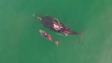 Aerial-view-of-Southern-Right-Whale-and-newborn-calf-in-False-Bay-at-Fish-Hoek,-South-Africa