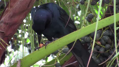 Ein-Grackle-Vogel-Auf-Einem-Palmenobstbaum