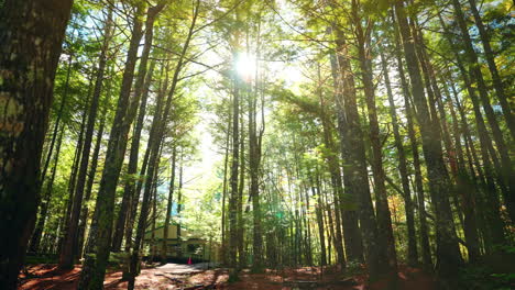 exploring the dense forest of the kejimkujik national park in nova scotia, canada. view of the high trees and sun rays coming through the tree foliage. natural harmony and stillness.