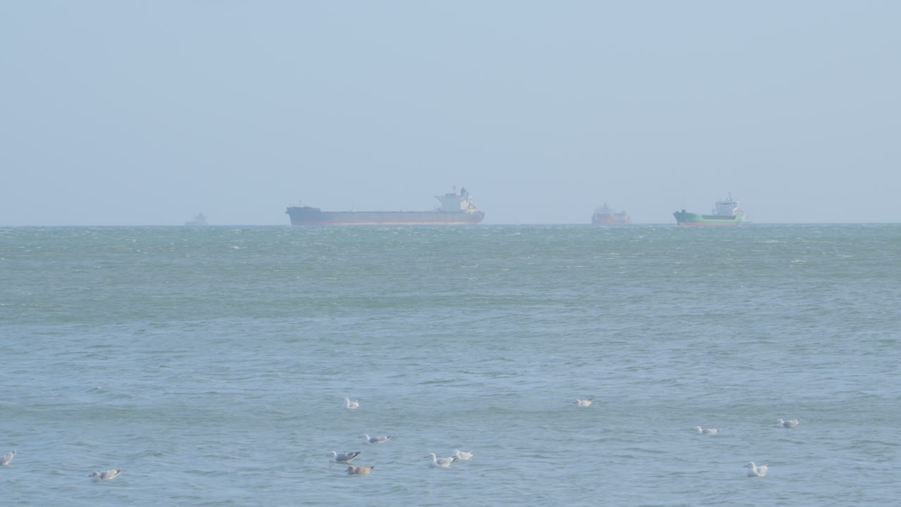 안개 낀 하늘에서 산업 선박과 함께 잔잔한 바다에 떠 있는 경치 좋은 물새