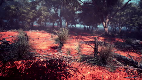 red dirt forest in outback australia